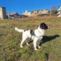 https://it.holidog.com/ImagesPetSitters/BEC848B3-410D-4924-8EF9-F028B5714119_square_120.jpg Affidabile-e-disponibile-370271-1