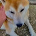 https://it.holidog.com/ImagesPetSitters/BEF5B077-927A-4484-AE07-ADD5F4BFE285_square_120.jpg 377265-1