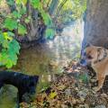 https://it.holidog.com/ImagesPetSitters/C065E07B-A2B8-471D-8EF1-2CB8EF4777F2_square_120.jpg Your-Dog’s-Best-Friend-410016-1