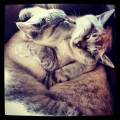 https://it.holidog.com/ImagesPetSitters/C0F35244-2F60-4843-A71A-B2A729B366B8_square_120.jpg Pet's-nanny-95729-2