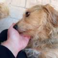 https://it.holidog.com/ImagesPetSitters/C1253567-0BB0-47ED-B79D-BF3B8C7F42BB_square_120.jpg Passeggiata-cane-367810-1