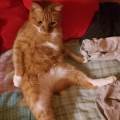 Pet-sitter-responsabile-e-paziente-402460-1