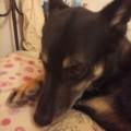 https://it.holidog.com/ImagesPetSitters/C3262A16-2B88-4860-B785-530B2746FD7C_square_120.jpg Apuan-Dogs-402984-2