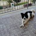 Amo-i-Cani-da-sempre.-371227-1