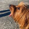 https://it.holidog.com/ImagesPetSitters/C6CE19E2-33F9-468B-A2EA-145700EAAB48_square_120.jpg Amica-degli-animali-189553-1