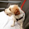 https://it.holidog.com/ImagesPetSitters/C745D400-EE24-42A2-A554-E93C335B780E_square_120.jpg Amici-animali-15399-3