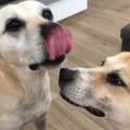https://it.holidog.com/ImagesPetSitters/C78E918D-4F16-4B9F-9554-CB0C2DCE7F4F_square_120.jpg Petsitter-173579-1