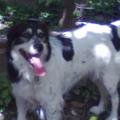 https://it.holidog.com/ImagesPetSitters/C8C84CE2-0369-428D-B940-05A4C06C4B62_square_120.jpg Amore-e-divertimento-insieme!-24787-2