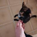 Pet-sitting--393249-2