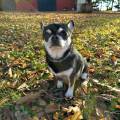 Dog-sitter-in-campagna-408299-1