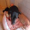 https://it.holidog.com/ImagesPetSitters/CCC32ECD-6D26-4612-9240-A8DABB21731B_square_120.jpg Apuan-Dogs-402984-1