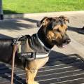 Pet-sitter-affidabile-400633-1