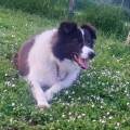 https://it.holidog.com/ImagesPetSitters/D24E94A7-0552-4FE5-A0BB-D5914088CC93_square_120.jpg 367793-0