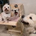 https://it.holidog.com/ImagesPetSitters/D2704BDD-02E5-4423-BDA6-9FEF799B7088_square_120.jpg Amico-di-4-zampe.-13533-0