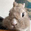 https://it.holidog.com/ImagesPetSitters/D2B731A4-7307-4AF4-B2CB-5D9ADC96ECA9_square_120.jpg Cura-e-passione-per-ogni-animale-390786-0