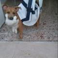 Dogsitter-occasionale-o-part-time-22974-3