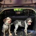 https://it.holidog.com/ImagesPetSitters/D45D67DB-817E-49C8-A50B-C7398AE3A82A_square_120.jpg Lunghe-passeggiate-🐾-390770-1