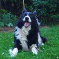 https://it.holidog.com/ImagesPetSitters/D5406EE9-C92C-4752-B4FA-4456B9A6F842_square_120.jpg ci-penso-io-a-loro!-:)-77646-0