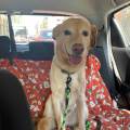 https://it.holidog.com/ImagesPetSitters/D565D1BD-5C35-4062-A43C-02E120B5322E_square_120.jpg 370405-3