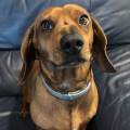 https://it.holidog.com/ImagesPetSitters/D60901D4-4312-45BB-B431-05EFD8F6FA79_square_120.jpg 370313-0