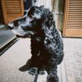 L'amore-per-gli-animali-402584-1