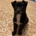 https://it.holidog.com/ImagesPetSitters/D7E46931-3982-45E7-90CA-777913D32F9E_square_120.jpg La-casa-degli-animali-368171-1