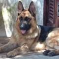 https://it.holidog.com/ImagesPetSitters/D97B4E5B-90D7-4BFF-BF52-0773C8B06E80_square_120.jpg 118291-0