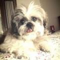 https://it.holidog.com/ImagesPetSitters/D99DE441-A79C-4F8B-8011-4606A5F38468_square_120.jpg 118291-3