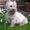 https://it.holidog.com/ImagesPetSitters/D9D073E0-F23C-4F74-B6C0-5C5AA91793F6_square_120.jpg Sissi's-Flat-174552-1