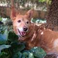 https://it.holidog.com/ImagesPetSitters/DA71EF73-238C-416E-A037-8914F1868832_square_120.jpg 414334-0