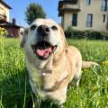 https://it.holidog.com/ImagesPetSitters/DD55D04D-DBB7-42ED-92F9-18DA1E76B72E_square_120.jpg Amore-a-quattro-zampe--410434-3