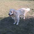 https://it.holidog.com/ImagesPetSitters/DD565AEA-4F0E-4DA8-B399-C077EC4BD932_square_120.jpg Mici&Bau-Express-389632-0