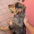 https://it.holidog.com/ImagesPetSitters/DDCF720F-1989-4E22-8F83-457A5CF970CA_square_120.jpg La-tua-Pet-Sitter-di-fiducia-370668-1