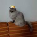 https://it.holidog.com/ImagesPetSitters/DF98CE1C-DF24-4448-934B-0F7AC380C060_square_120.jpg Amica-degli-animali-81121-1