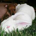 https://it.holidog.com/ImagesPetSitters/DF98E21D-AEF2-4F8E-B0ED-186B7BC631D9_square_120.jpg Happy-Doggie-House-38979-1
