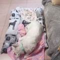 Pet-sitter-a-domicilio-401894-1