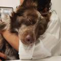 https://it.holidog.com/ImagesPetSitters/E126C1D1-C88C-4542-9CDA-42F37598CDC4_square_120.jpg 374157-2