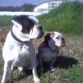 https://it.holidog.com/ImagesPetSitters/E3E20220-230B-4A81-A41B-6FED07BAEC88_square_120.jpg PetSitter-anche-anziani-e-terapie-412375-2
