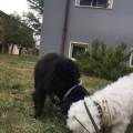 https://it.holidog.com/ImagesPetSitters/E426AD7E-7A94-4D72-9ED5-689F9AABDFFA_square_120.jpg Petsitter-a-domicilio-392118-2