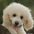 https://it.holidog.com/ImagesPetSitters/E4B0EF3A-B831-406B-B495-47A1B83FF72B_square_120.jpg Un-amica-dei-quattro-zampe-39481-1