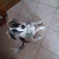 https://it.holidog.com/ImagesPetSitters/E52F071D-29C7-471D-8099-871DE9905A7C_square_120.jpg amante-animali-dog-sitter-153834-0