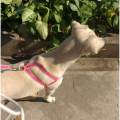 https://it.holidog.com/ImagesPetSitters/E6BE06FF-164C-413A-99EE-C9D613FE792A_square_120.jpg 🐾🐶🐱❤️-368791-3