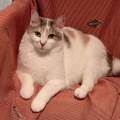 https://it.holidog.com/ImagesPetSitters/E70C412D-C01E-4A2D-AA89-6CB36D697189_square_120.jpg Pet-Paradise-371665-2