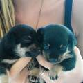 https://it.holidog.com/ImagesPetSitters/EA766381-35C4-48D4-8B43-AF3283B9B79A_square_120.jpg Dogsitter-Greta--371709-1