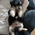 https://it.holidog.com/ImagesPetSitters/EC063D1D-26E7-4F70-9B74-521F06E36051_square_120.jpg 378099-1