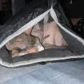 https://it.holidog.com/ImagesPetSitters/EE565094-FAF7-4C54-9864-5303D9165F73_square_120.jpg 387286-1