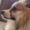 https://it.holidog.com/ImagesPetSitters/EEFE34A5-7C1B-4D6C-AA7C-4FF3E5591C5F_square_120.jpg Amo-gli-animali-371298-1