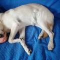 https://it.holidog.com/ImagesPetSitters/EF5C53B0-9641-4AC2-9848-6107B732E2C5_square_120.jpg In-buone-zampe!-375839-0