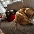 https://it.holidog.com/ImagesPetSitters/EF5EB3F6-1324-49EF-9AC8-6E2E17F6F7BE_square_120.jpg 370683-0