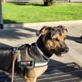 Il-cane-il-miglior-amico-dell'uomo-274322-1